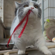 ᝰ蓝狐ᝰ