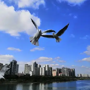 一趴铁根