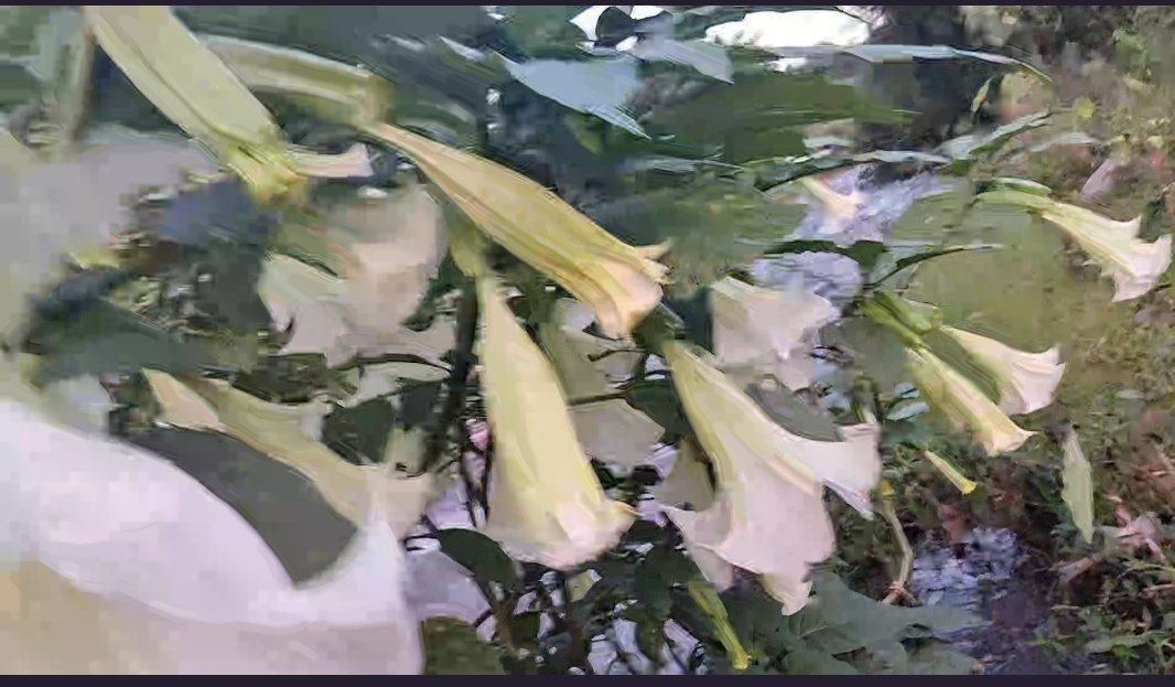 云南壹姐的图片