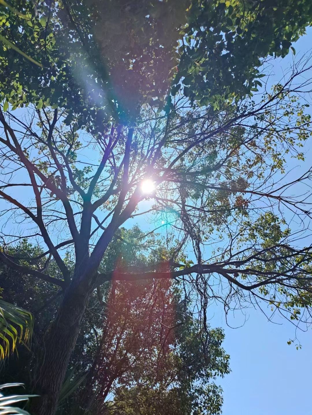 叮叮猫小苦瓜主播图片
