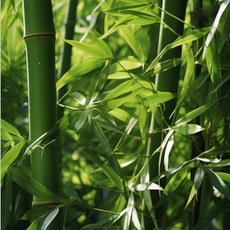 为情永恒海报