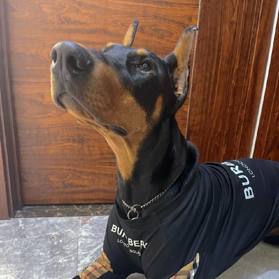 霸道的杜宾犬海报