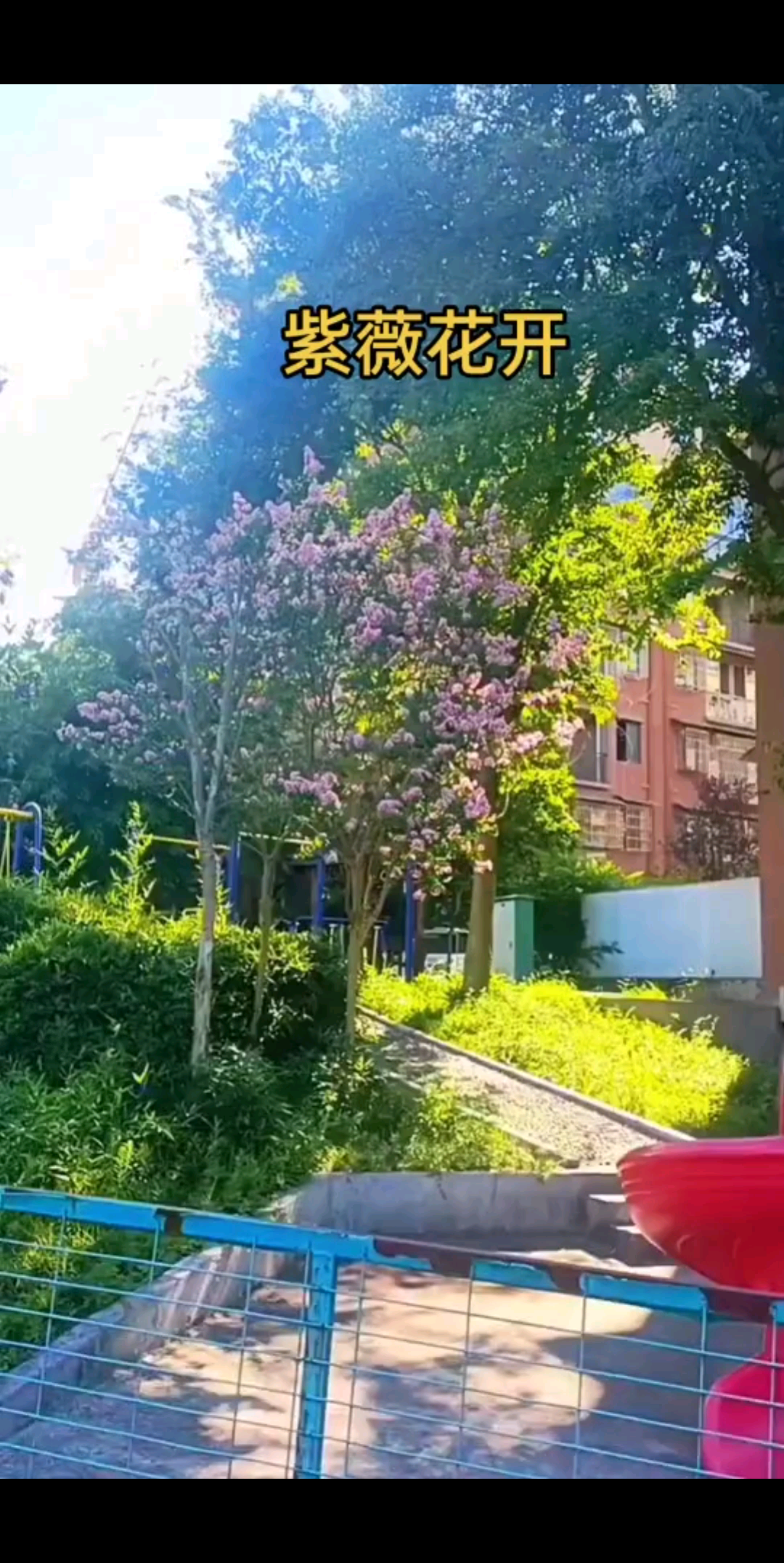 ☞在这炎热的夏天，紫