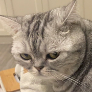 阿猫猫啊