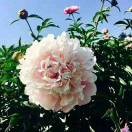 MrLl4
