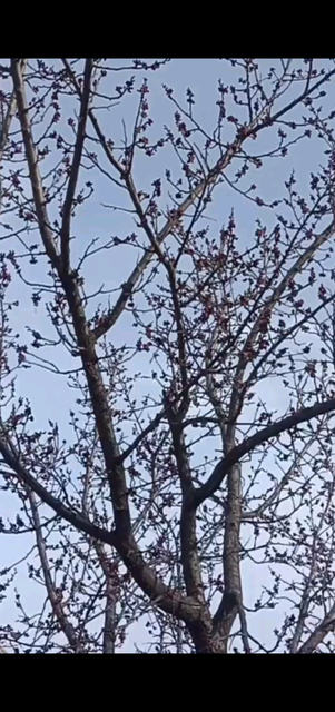 我们家的杏花树