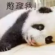 来自布加勒斯特的卷尾