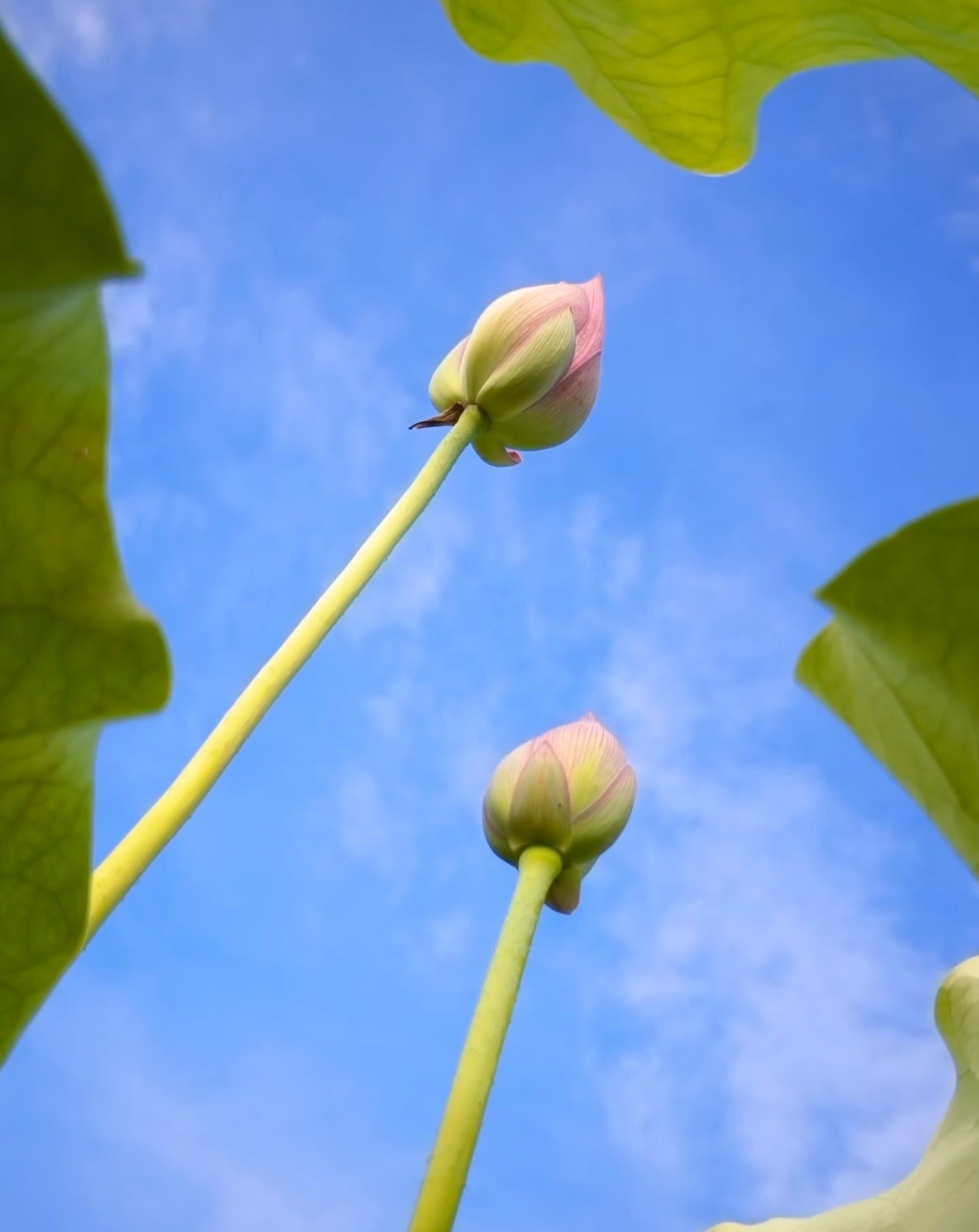 思佳💐求百元榜的主播照片