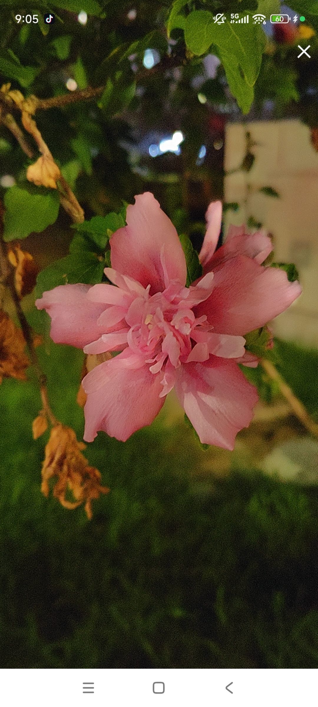 婷婷💕感恩有你陪伴的图片