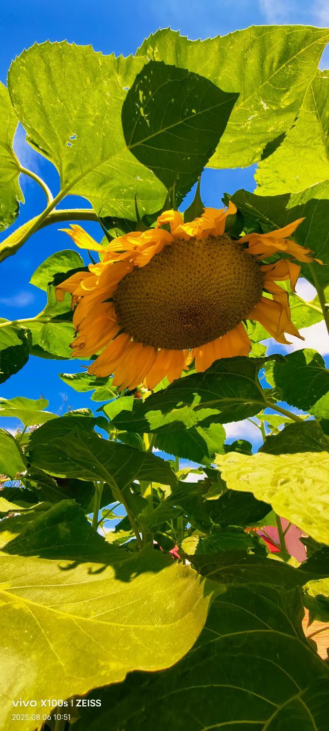 妞妞骑行宁夏银川的主播照片