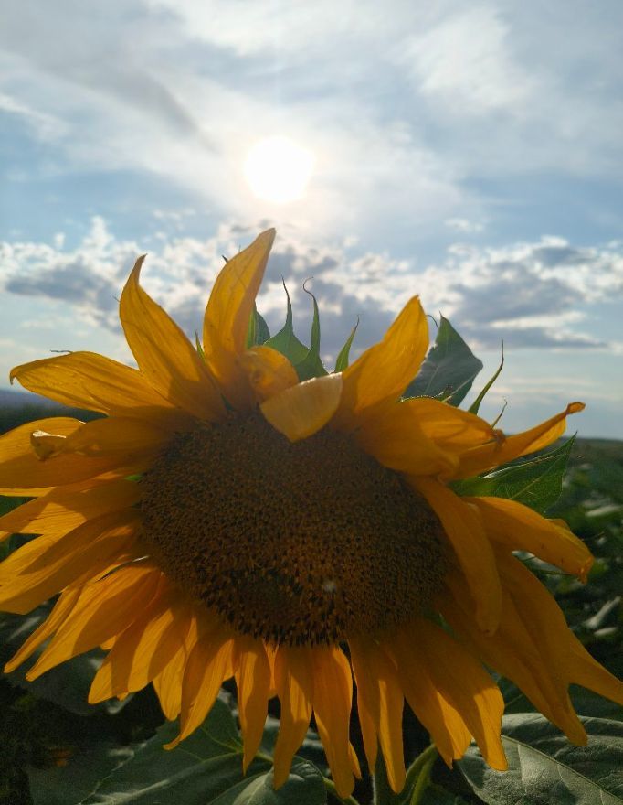 花富贵🌻渡劫中的图片