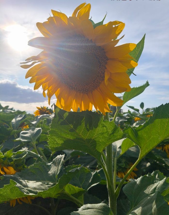 花富贵🌻渡劫中的图片