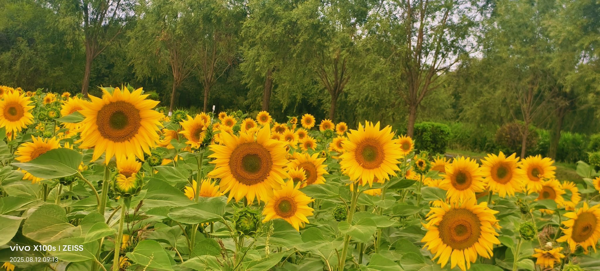 妞妞骑行宁夏银川主播图片