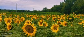 妞妞骑行宁夏银川主播照片