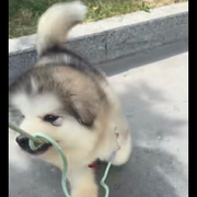 一生只打一个动