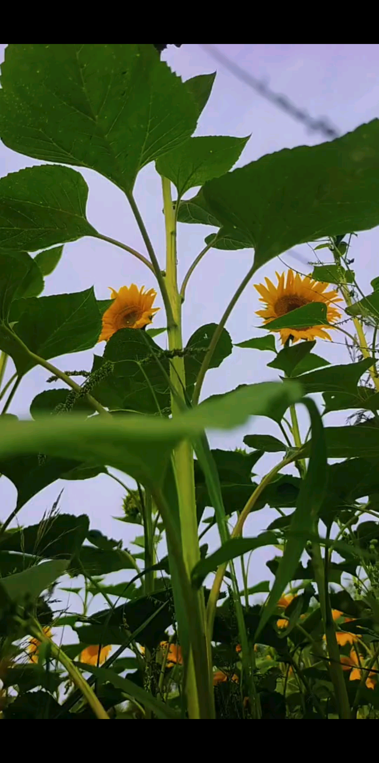 😊希望你看到这个视频