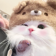 戴着春心找荡漾