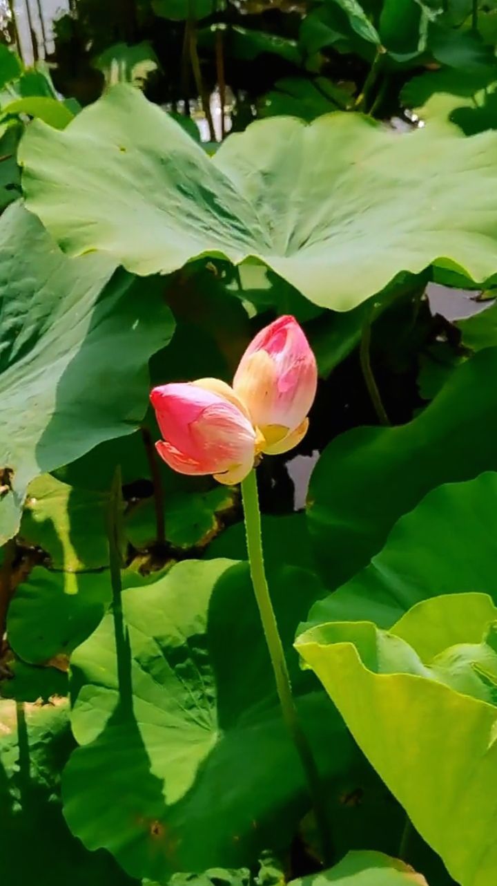 爱笑🌺幸福甜蜜蜜的图片