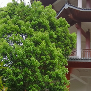 穆拉诺德西萨