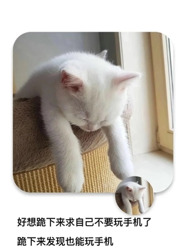 五月代理❀自动秒返主播照片