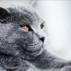 轮回看客x