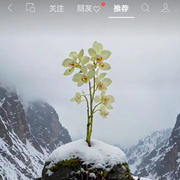 冷风、雪☄海报