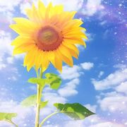 宝藏云锦很佛系