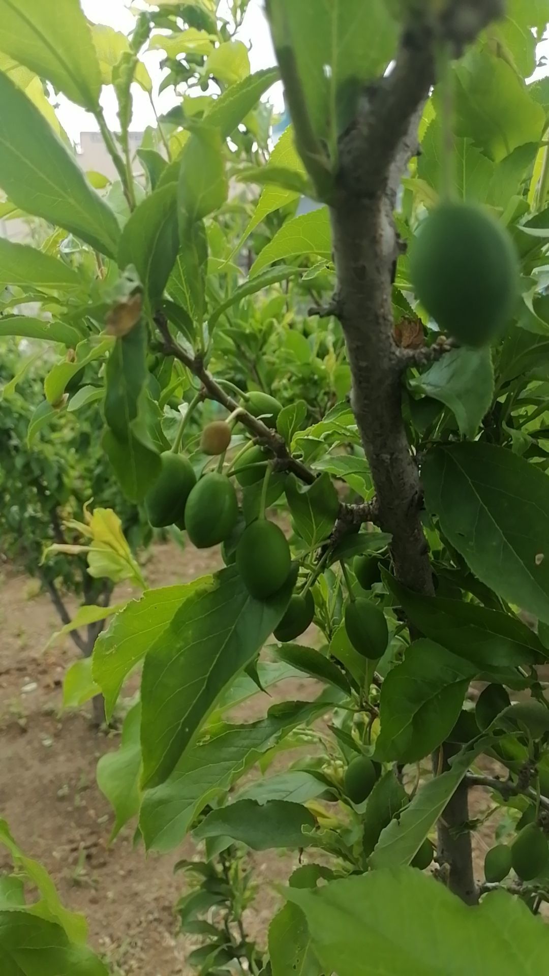 默不言..的图片