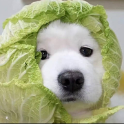 *悄悄来看看？