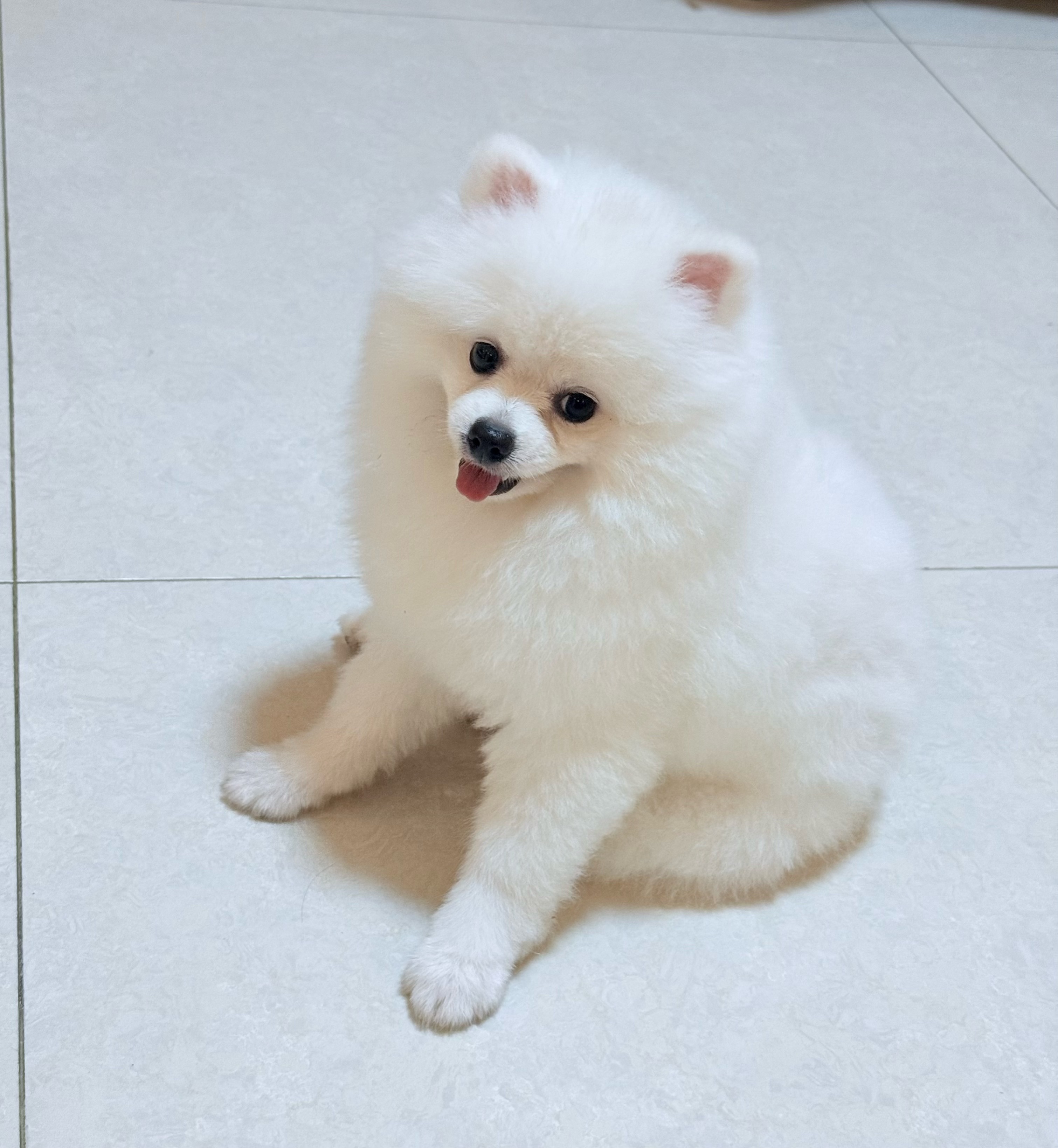小董事爱唱歌的图片