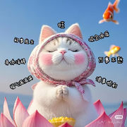 发财喵🍀的头像