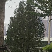 任他明月下西楼，