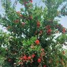 沈树芬