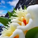 冰山雪莲ms