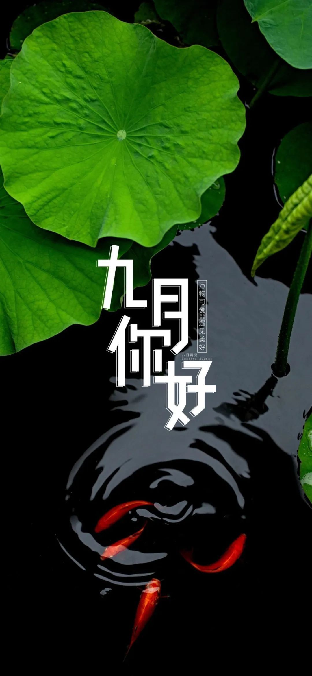 September★主播照片