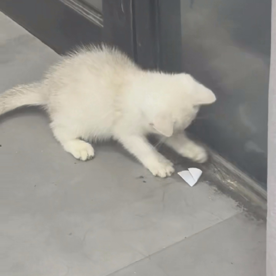 🐱小猫爱吃鱼🐟海报