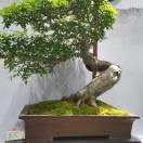 张金昌3的头像