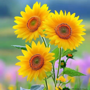 🔥向陽🌻花開🔥海报