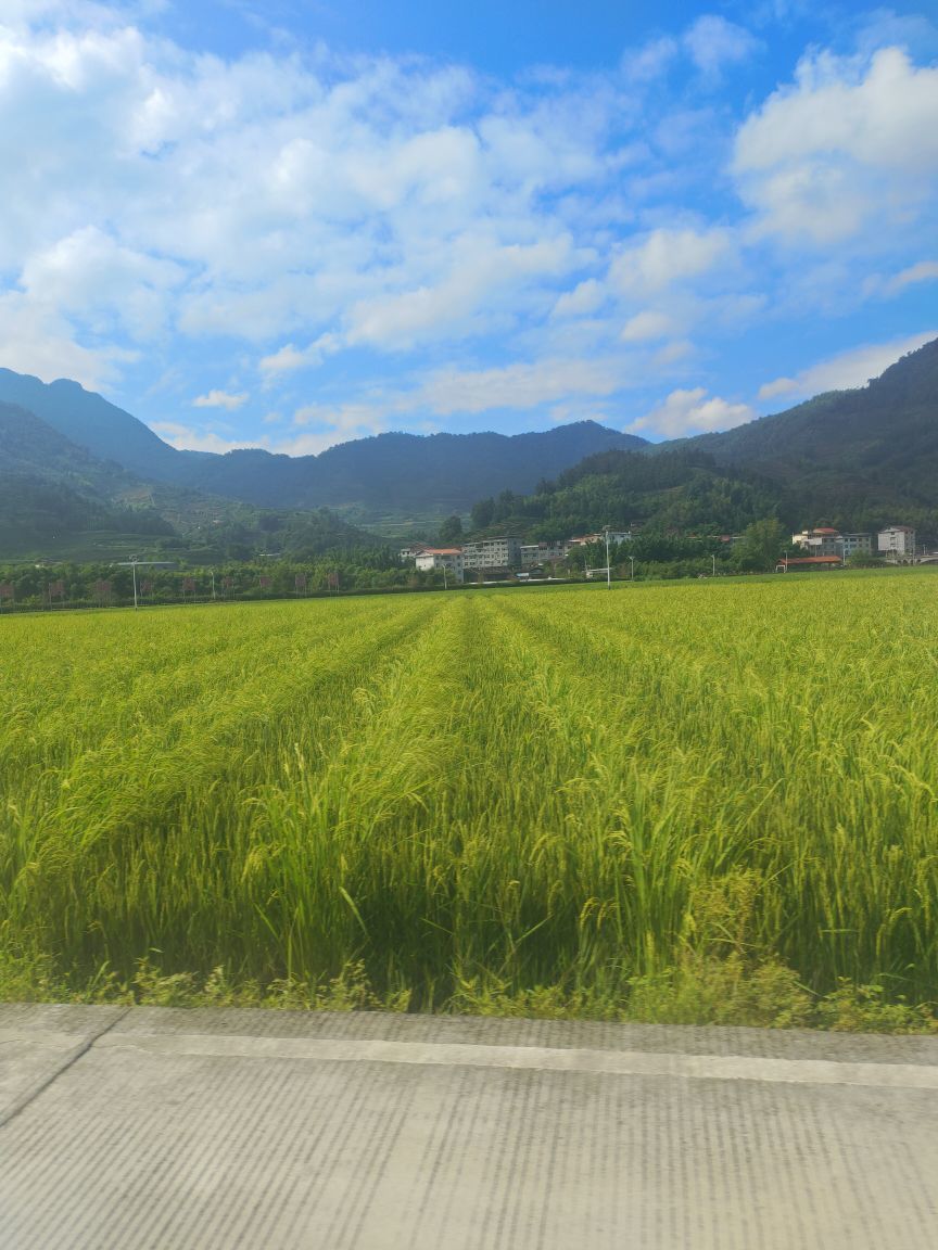 玟玟🌸加油主播图片