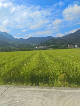 玟玟🌸加油主播照片