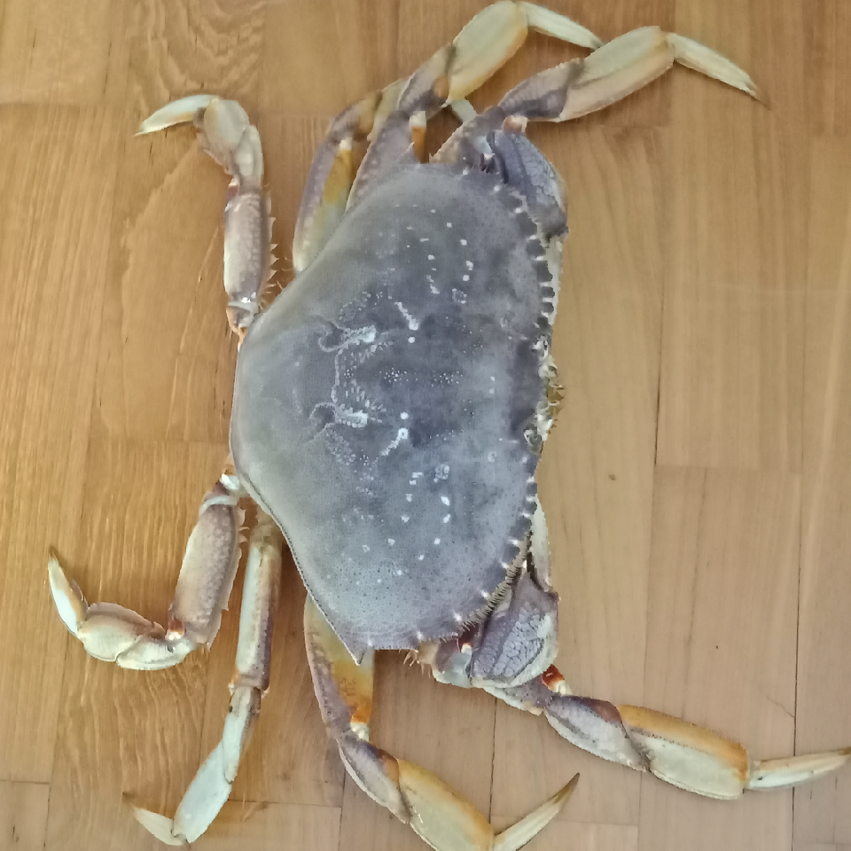 林海芬芳海报