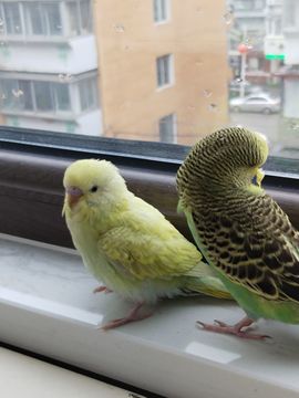 兜💕兜的图片