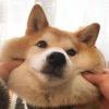 て旋木。