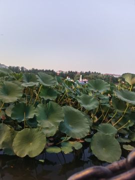天王盖地虎虎044的图片