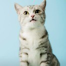猫猫大作战