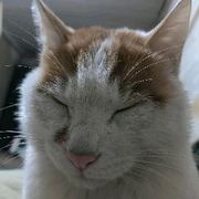 玄蓝。