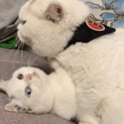 止看看