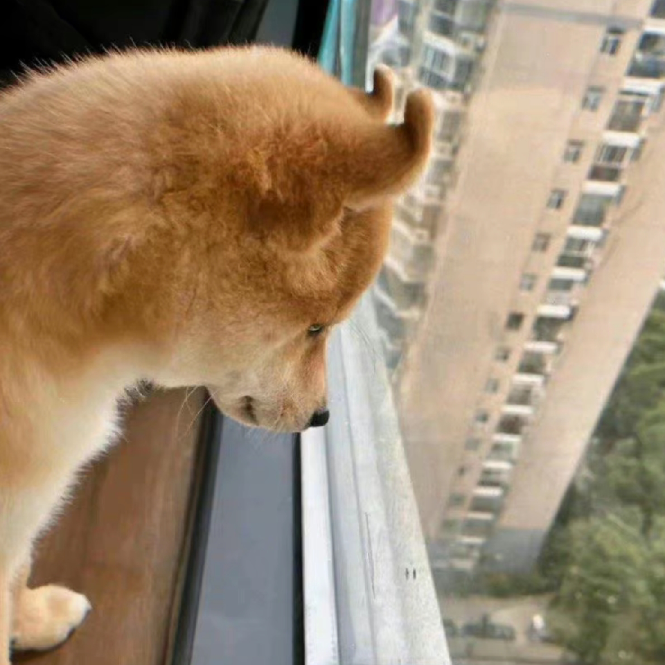 秋秋秋秋囚海报