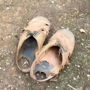 笨蛋式〞綬傷〞