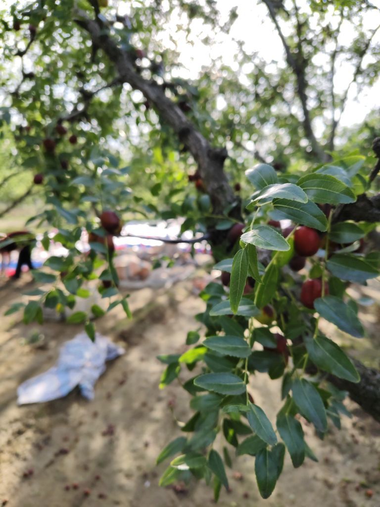 桃子🍑喜迎中秋主播图片